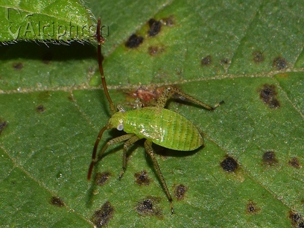 Adelphocoris lineolatus