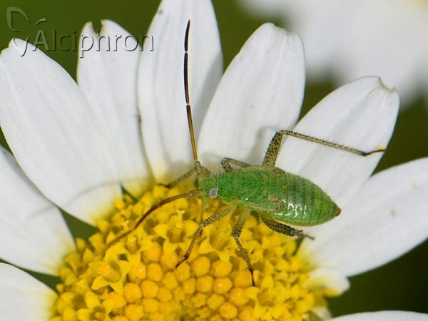 Adelphocoris lineolatus