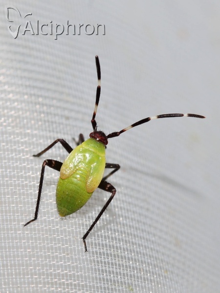 Adelphocoris vandalicus