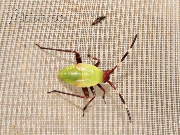 Adelphocoris vandalicus