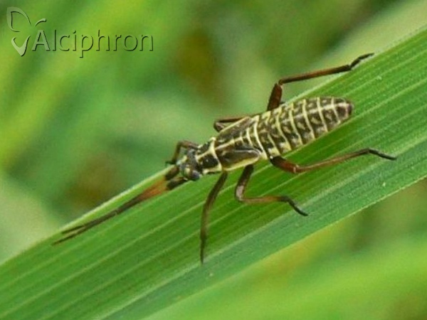 Leptopterna dolabrata