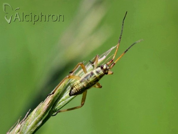 Leptopterna dolabrata