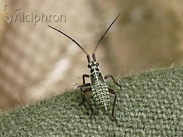 Leptopterna dolabrata