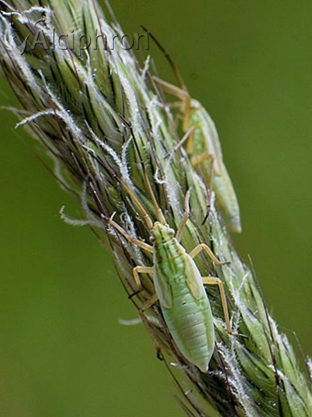 Acetropis longirostris