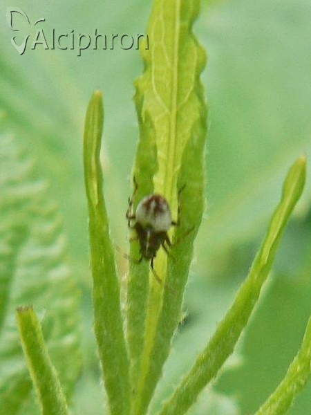 Deraeocoris flavilinea
