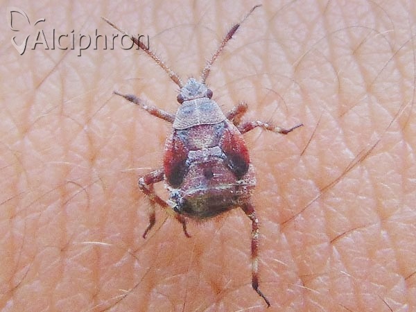 Deraeocoris olivaceus