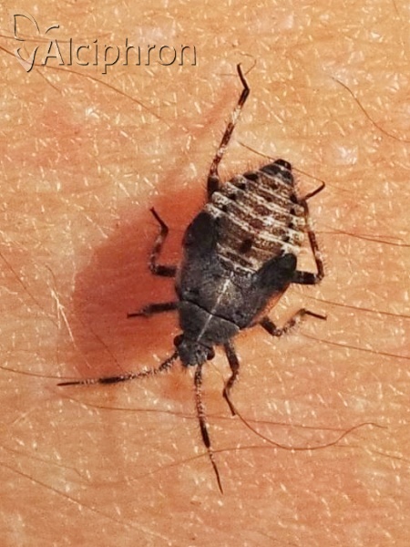 Deraeocoris olivaceus