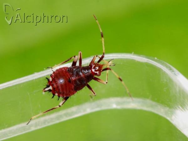 Deraeocoris ruber