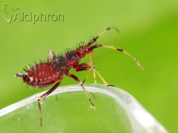Deraeocoris ruber