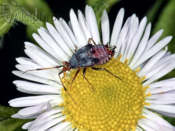 Deraeocoris ruber