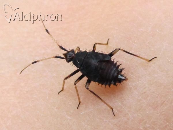 Deraeocoris ruber