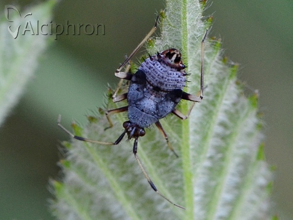 Deraeocoris ruber