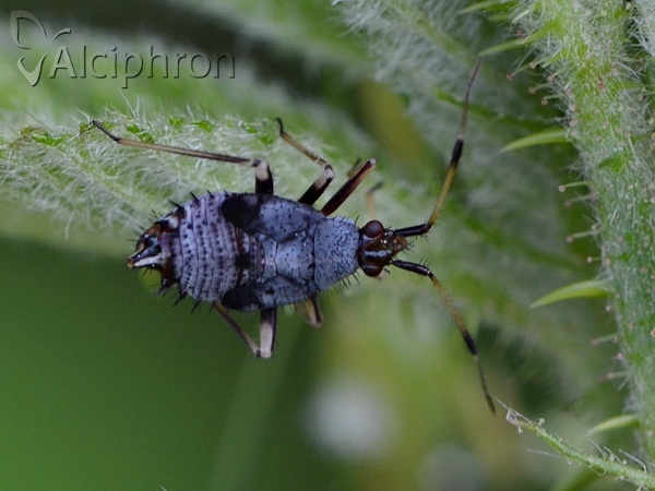 Deraeocoris ruber