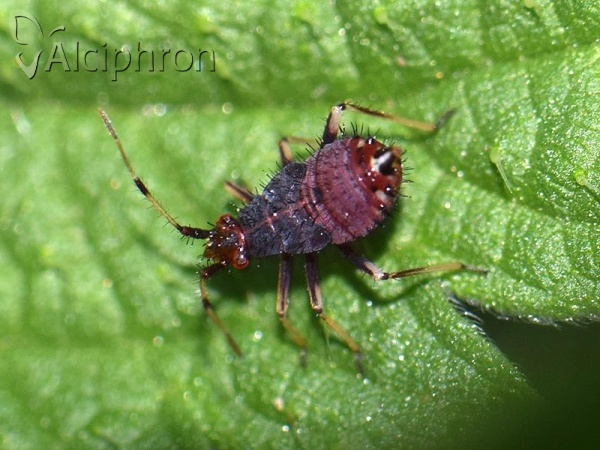 Deraeocoris ruber