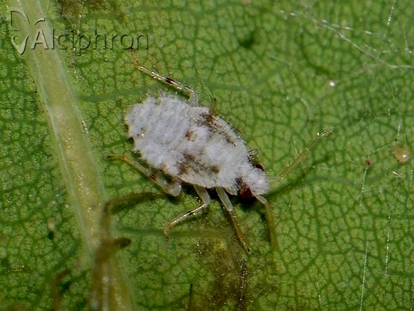 Deraeocoris lutescens