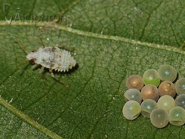 Deraeocoris lutescens