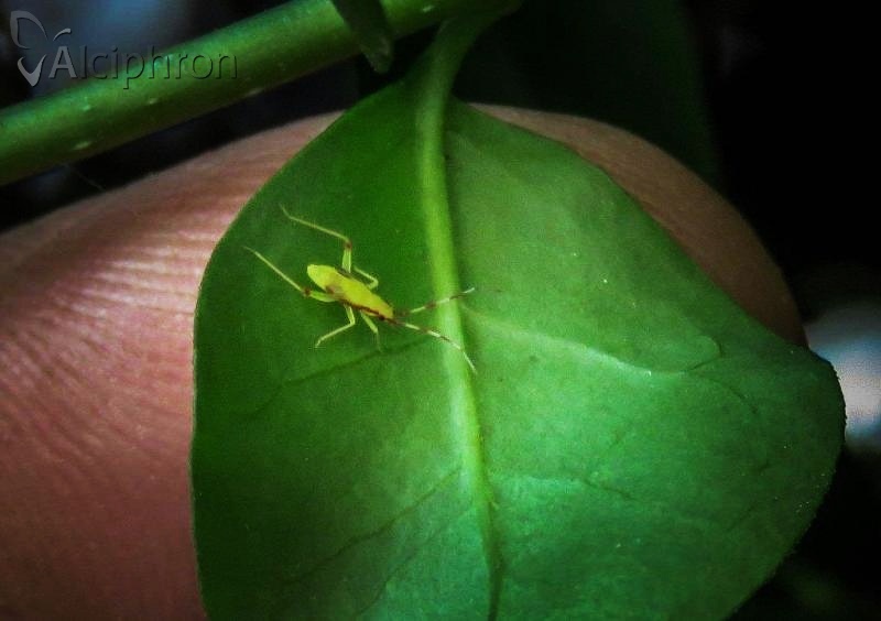Campyloneura virgula