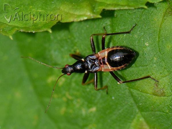 Himacerus mirmicoides
