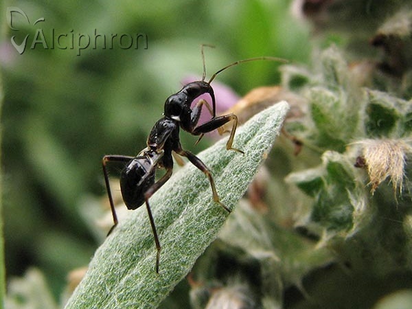 Himacerus mirmicoides