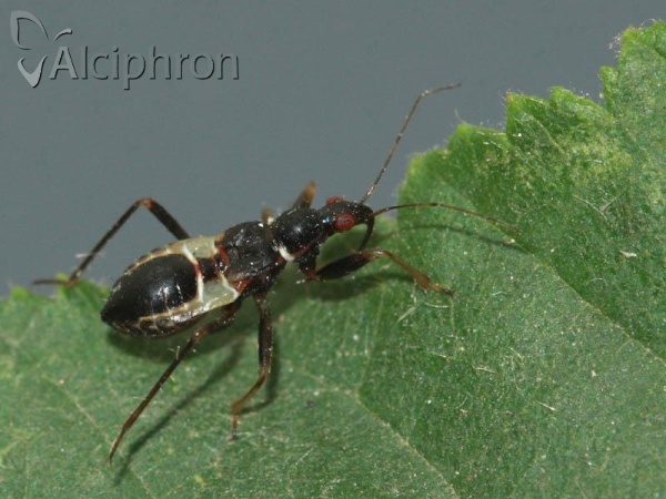 Himacerus mirmicoides