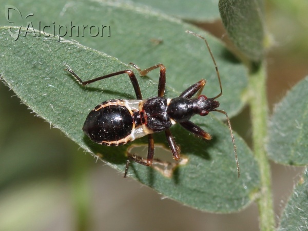 Himacerus mirmicoides