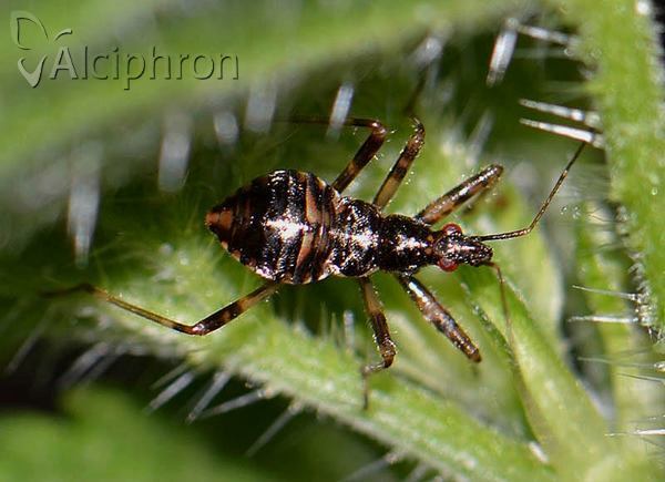 Himacerus apterus