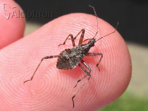 Himacerus apterus