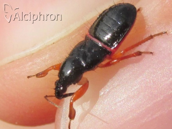 Prostemma guttula