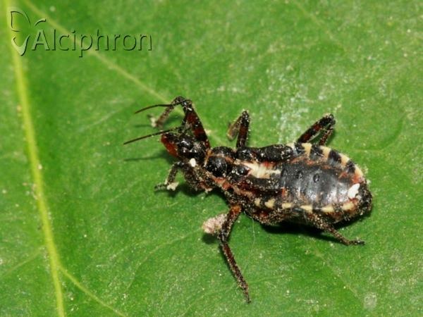 Rhynocoris annulatus