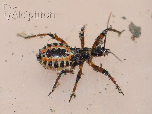 Rhynocoris iracundus