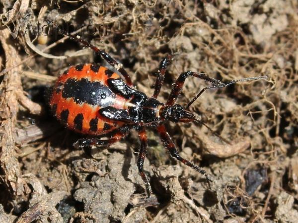Rhynocoris iracundus