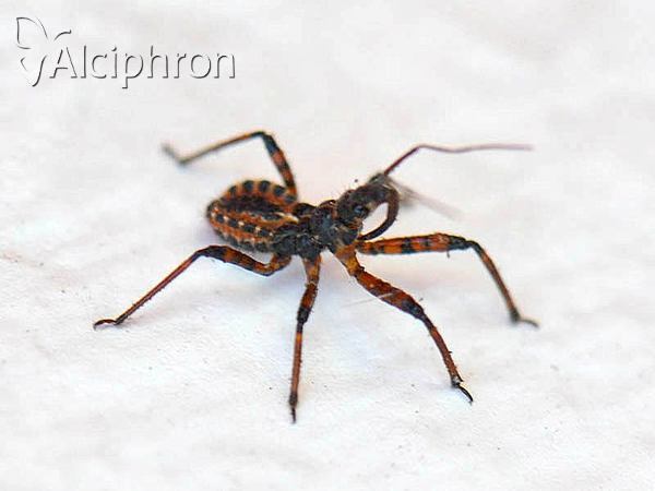 Rhynocoris iracundus