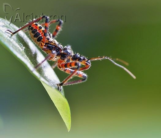 Rhynocoris iracundus