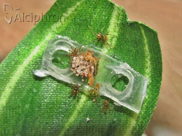 Rhynocoris iracundus