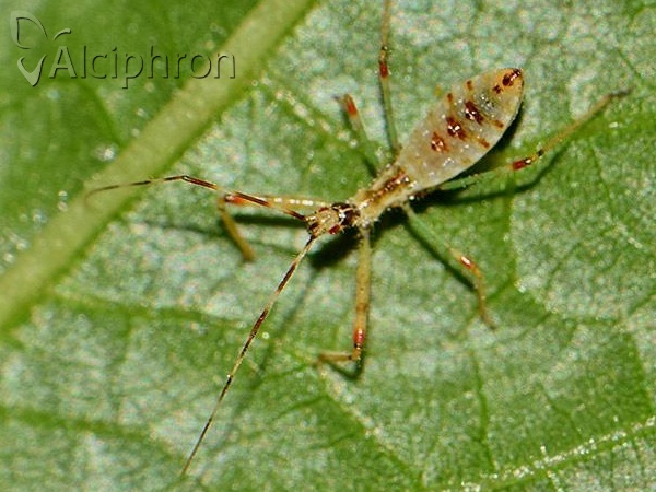 Nagusta goedelii