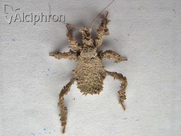 Reduvius personatus