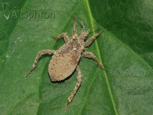 Reduvius personatus