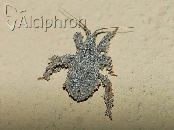 Reduvius personatus