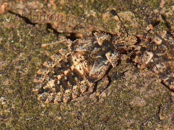 Aradus betulae