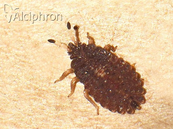 Aradus distinctus