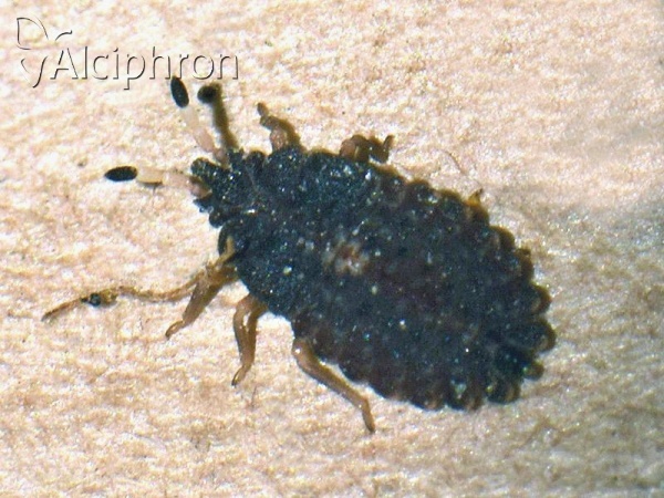 Aradus distinctus