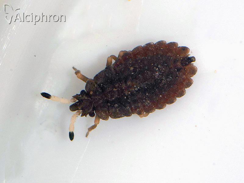 Aradus distinctus