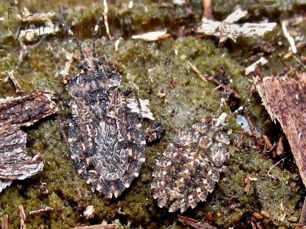 Aradus ribauti