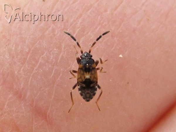 Scolopostethus affinis