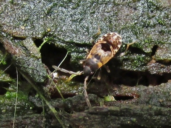 Scolopostethus affinis