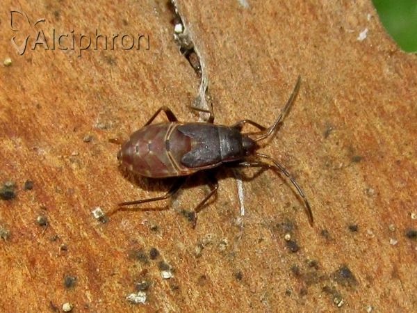 Eremocoris fenestratus