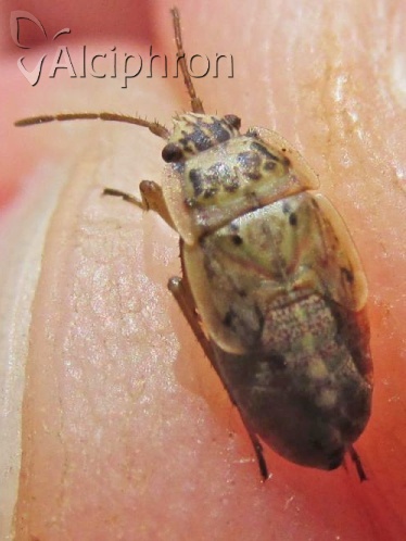 Emblethis griseus