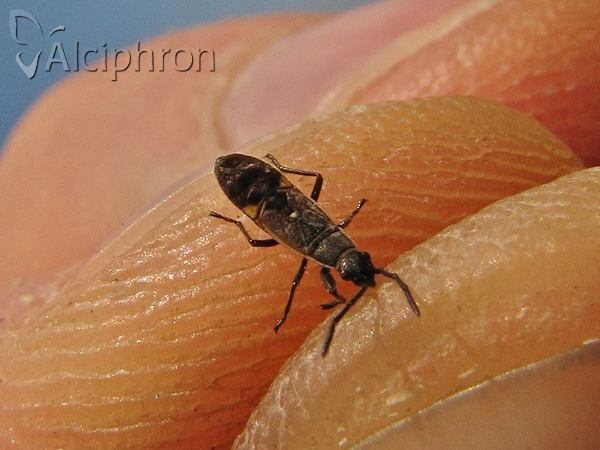 Paromius gracilis