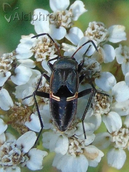 Rhyparochromus pini