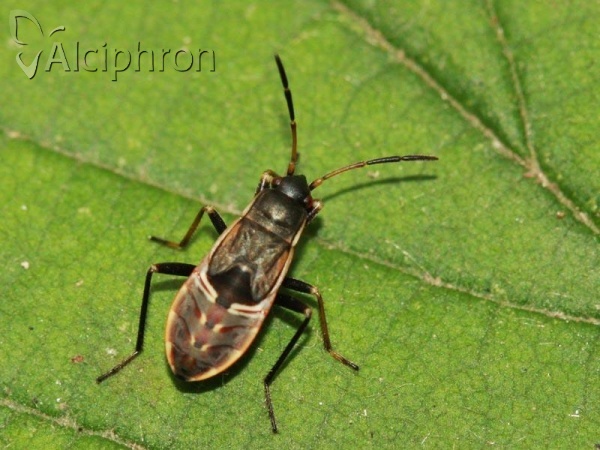Rhyparochromus vulgaris